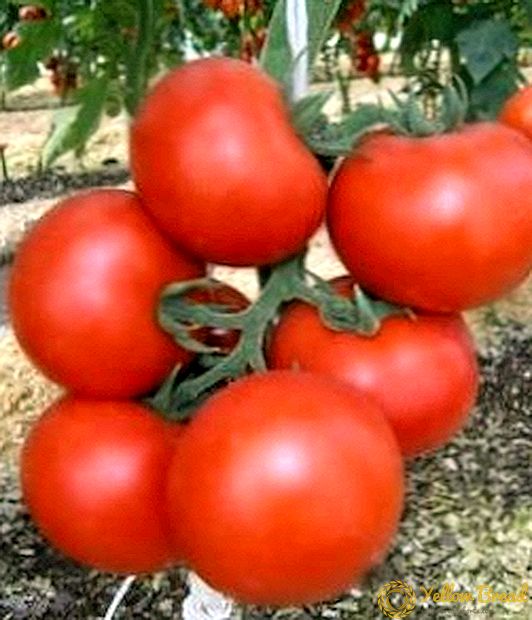 Ramai jenis hibrid yang indah dalam tomato 
