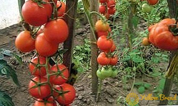 Wonderful hybrid sort af en tomat af universel udnævnelse - Intuition tomater