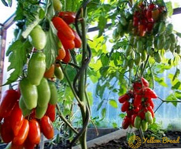 Amazing tomat saka wangun mboten umum - 
