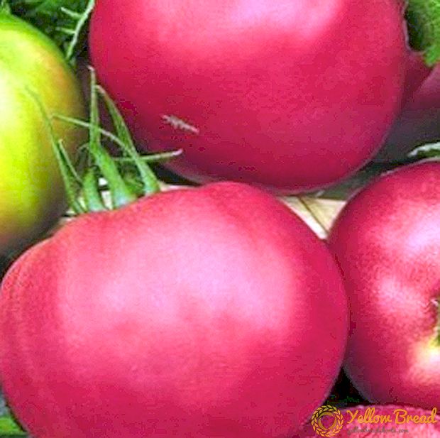 En unik hybrid fra Holland - Pink Unicum-tomat: Beskrivelse av sorten og bildet