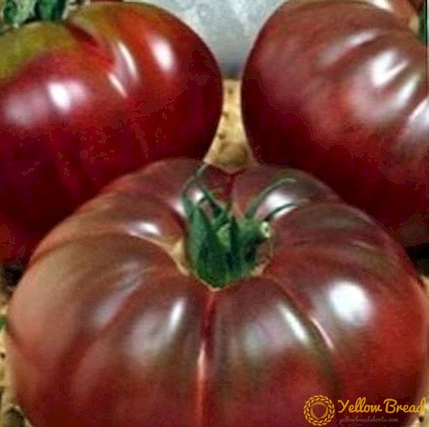 Gerçek bilenler için çeşitlilik - muhteşem domates 