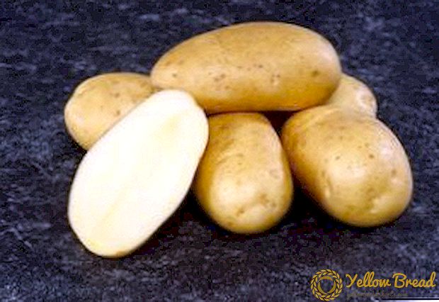 German quality on our beds: potato 