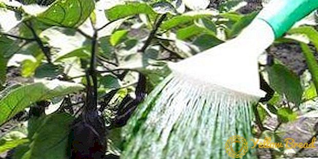 Mõelge, kuidas baklažaani seemikud veeta: õige vee ja jootmise sagedus, režiimi omadused peale koristamist ja ümberistutamist, kasulikke näpunäiteid