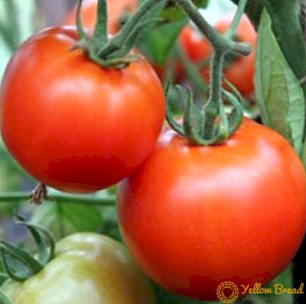 Uitstekende hybride variëteit van tomaat 