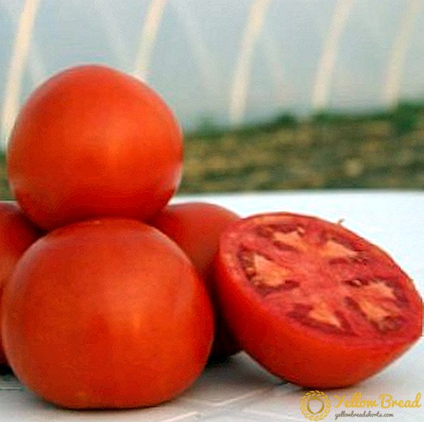 Açık zemin için iddiasız melez - domates çeşitliliği 