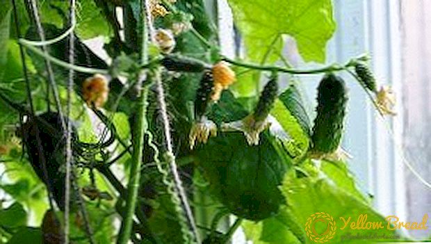 Tips och tricks hur man odlar gurkor på vindrutan i en lägenhet på vintern? Egenskaper av plantering och vård av plantor hemma
