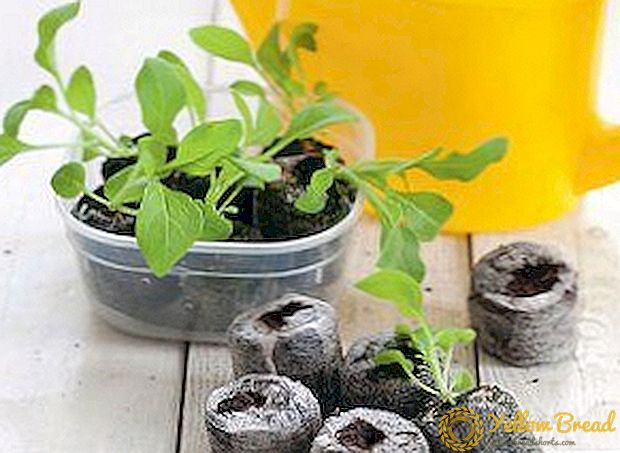Groentemethoden voor aubergine zaailingen in slakken, turftabletten en op toiletpapier: kenmerken van aanplant en juiste verzorging bij elke methode