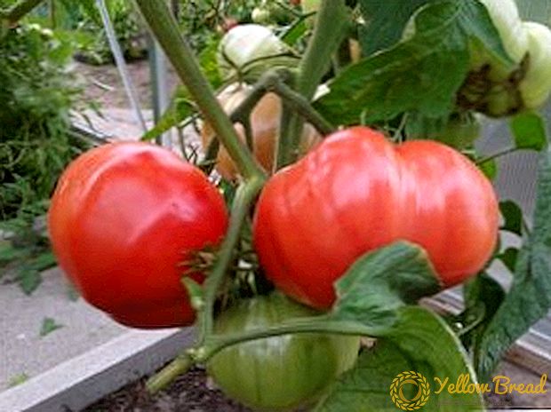 Kaunis ja maukas tomaatti 