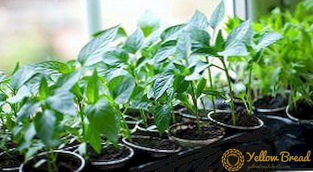 Vælg et nummer i marts for at plante peber til kimplanter? Tips til at vælge en sort og hvordan man passer ordentligt til frøplanter, når de plantes i åben grund
