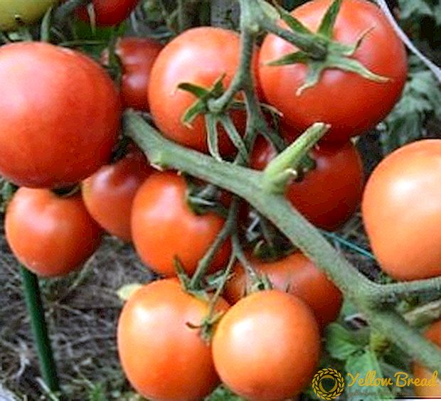 Gösterişsiz domates 