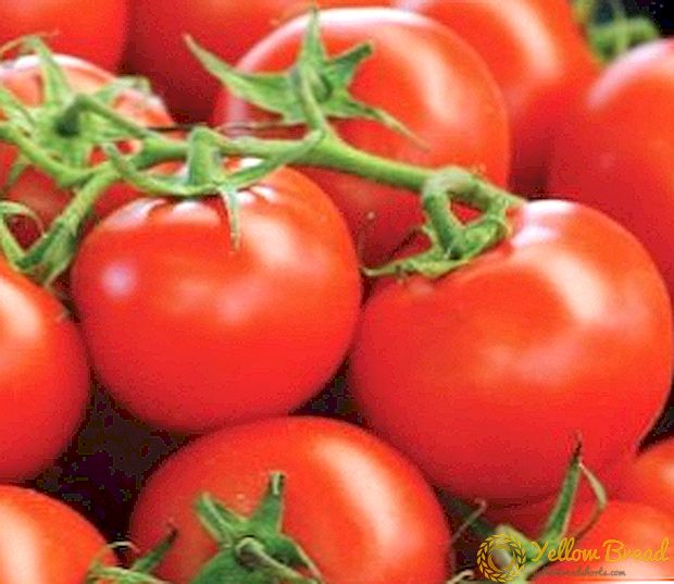 Birçok sebze yetiştiricisinin favorisi, Lazy domatesinin hayalidir: çeşitliliğin, verimin ve büyüme özelliklerinin bir tarifi