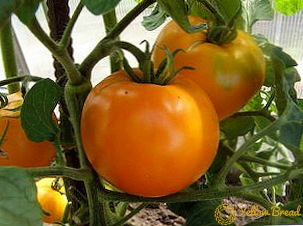 Velsmagende og smuk hybrid - en række tomater 
