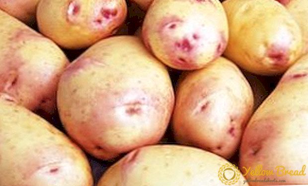 De aardappelvariëteit van de auteur 