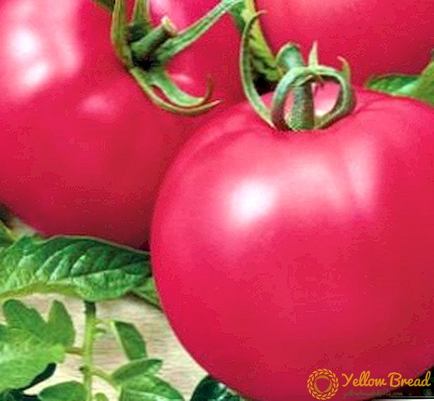 Schöne und fruchtige Tomate 