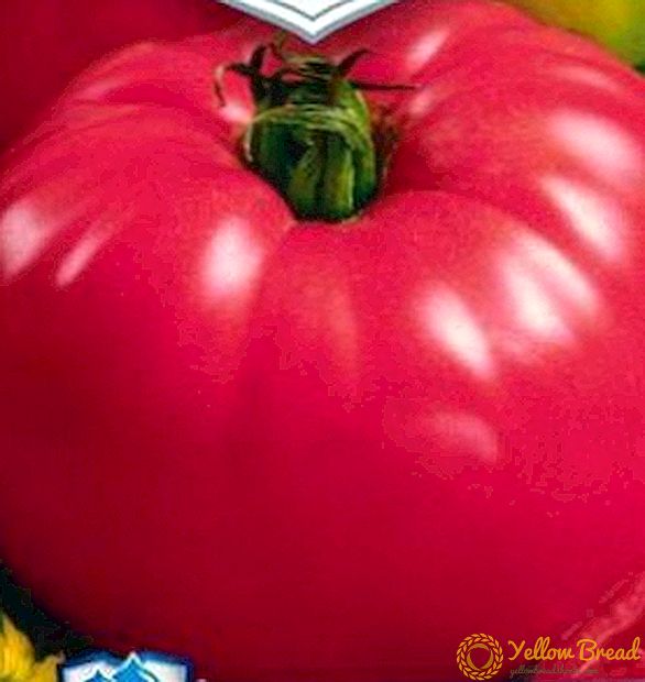 Smukt på ydersiden og velsmagende på indersiden - Raspberry Jingle tomat: sort beskrivelse og foto