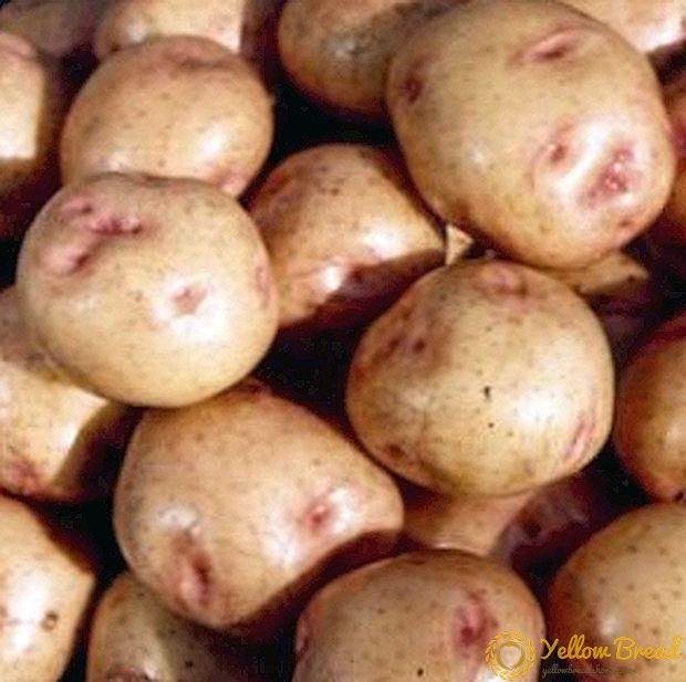 Bahçede Güzellik - “Milady” patates: özellikleri, çeşitliliği, fotoğrafın tanımı