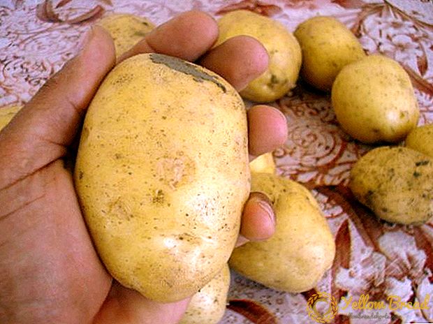 البطاطا أجاتا وصف متنوعة والخصائص والصور الحديقة