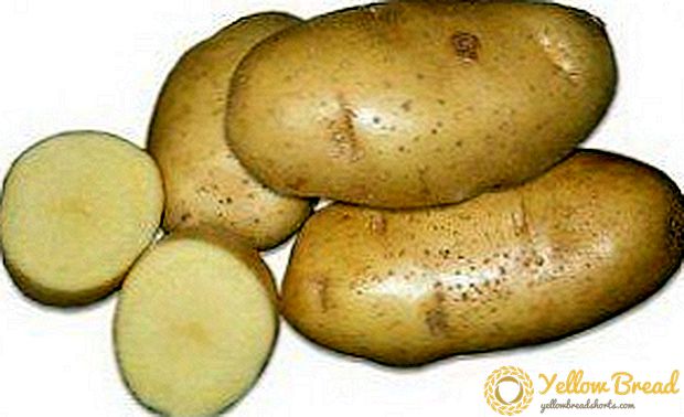 Bielorrusia Beleza - unha descrición dunha variedade saborosa e fructífera de pataca 