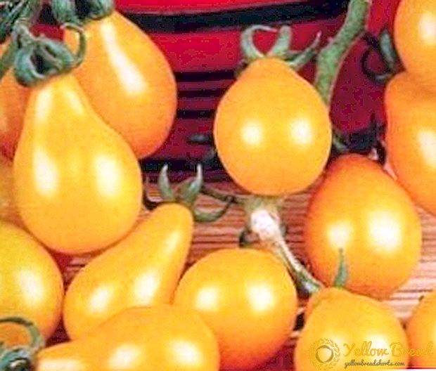 Helle Tomaten zum Einmachen - „Orangenbirne“: Beschreibung der Sorte, Anbaueigenschaften