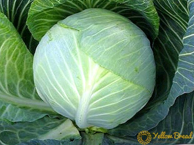Varietas Cabbage Valentine: penampilan sayuran, deskripsi rinci, serta foto