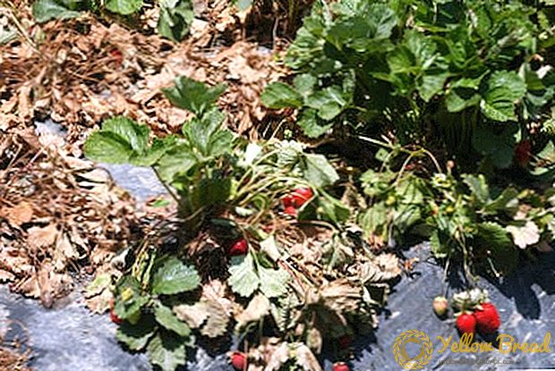 Προσοχή Fusarium φυτά wilt - τι είδους επίθεση και πώς να το ξεφορτωθεί;