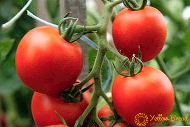 خصائص ومزايا وخصائص زراعة الطماطم الهجينة من الصف 