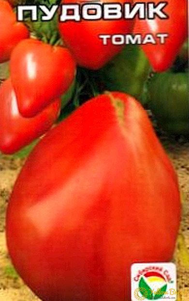 Características, vantaxes, características do cultivo dun tomate dunha clase 
