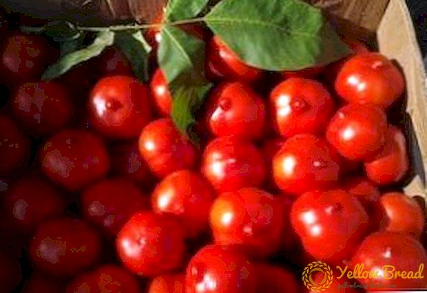 Karakteristik dan deskripsi varietas tomat 