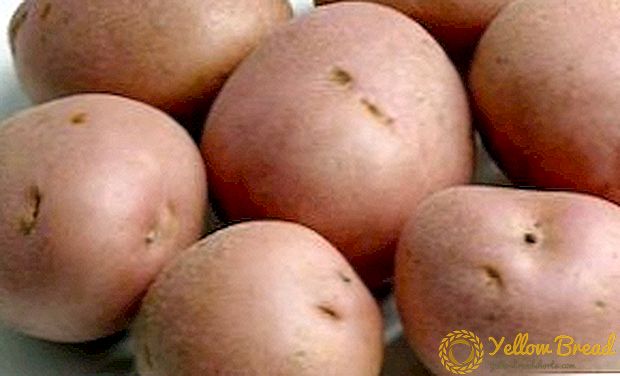 خصائص بذور البطاطس 