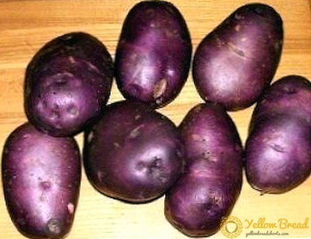 Keindahan gelap berbuah datang dari Ukraine - penerangan pelbagai kentang 
