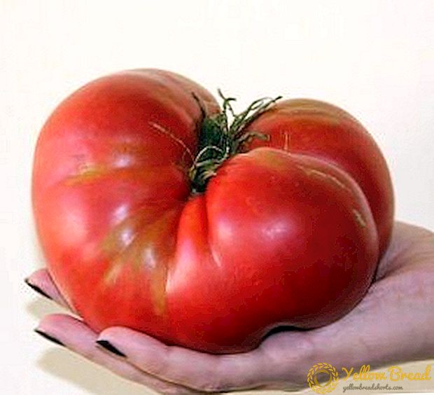 Grootbloemige, hoogrenderende amateurvariëteit van tomaat 