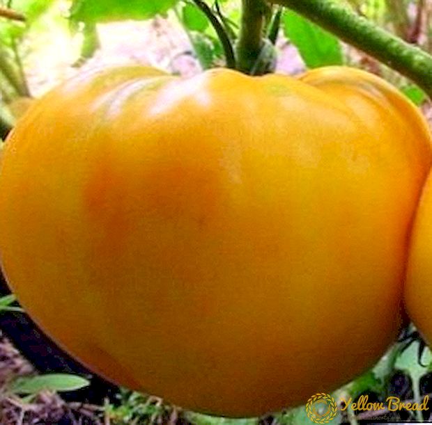 Deli Lemon Tomato Giant: penerangan pelbagai, ciri penanaman, gambar tomato