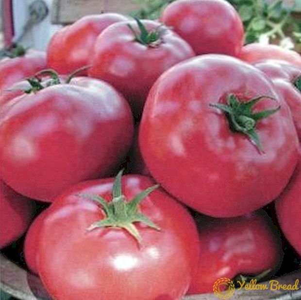 Heerlijke en geweldige tomaten 