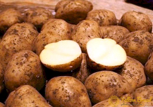 Heerlijke en vruchtbare Belmondo-aardappelen: rasbeschrijving, kenmerken en foto's