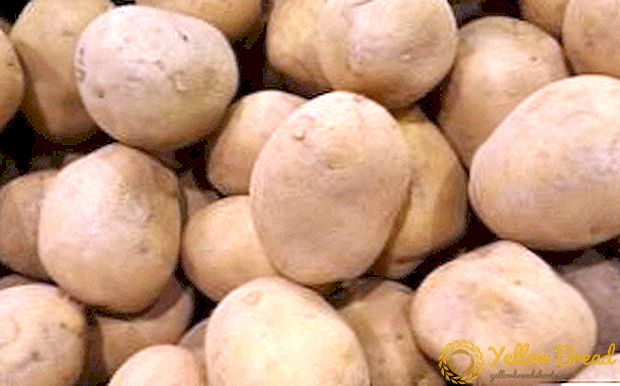 Lækre og frugtbare kartoffel 