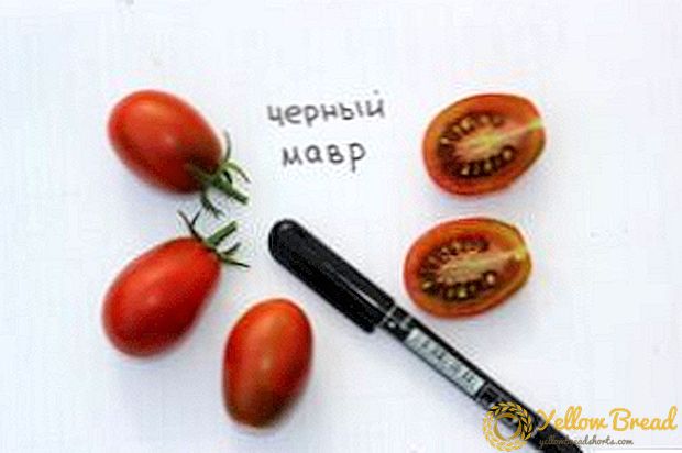 טעים אקזוטי - מאפיינים תיאור של מגוון רחב של עגבניות 