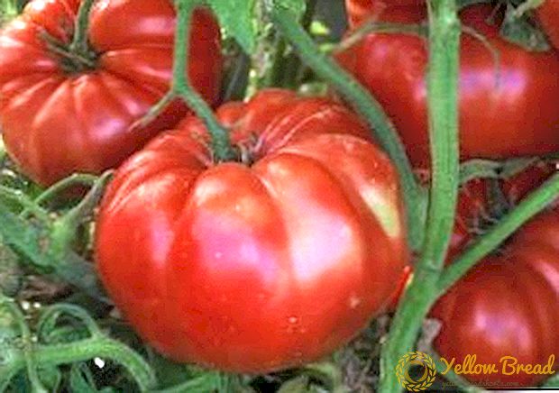 Heerlijke dikke man tomaat 