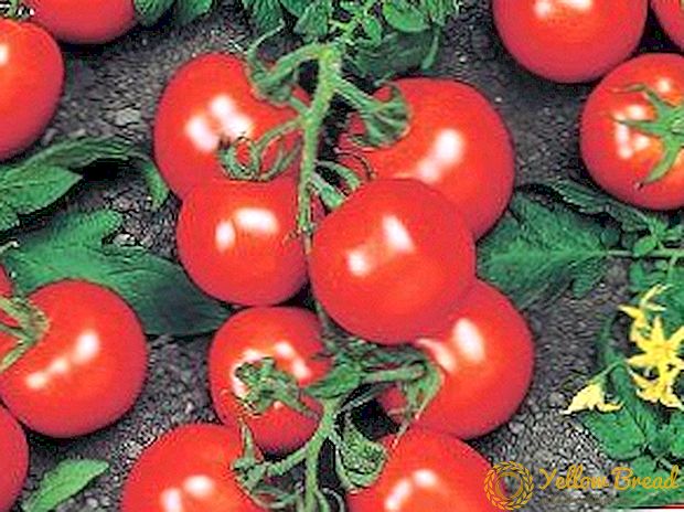 Velsmakende gjest fra Holland - utvalg av tomat 