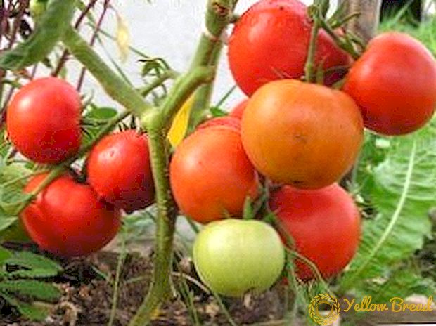 وصف وخصائص الهجين المنتجة واللذيذة - درجة من الطماطم 