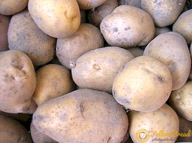 Description of the early variety of potato 