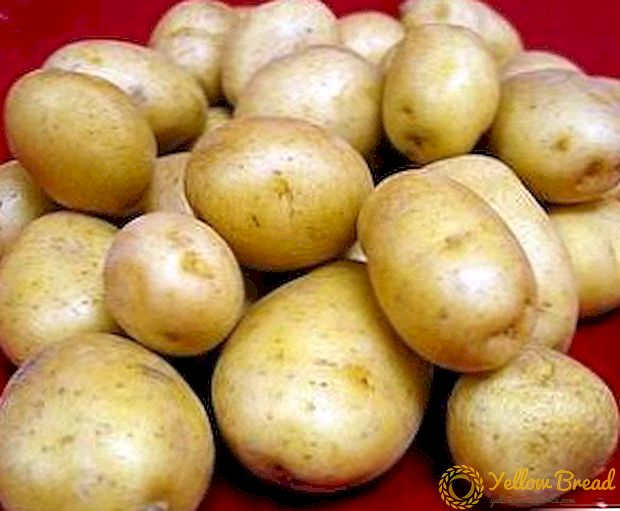 وصف أصناف عالية الإنتاجية من البطاطس 