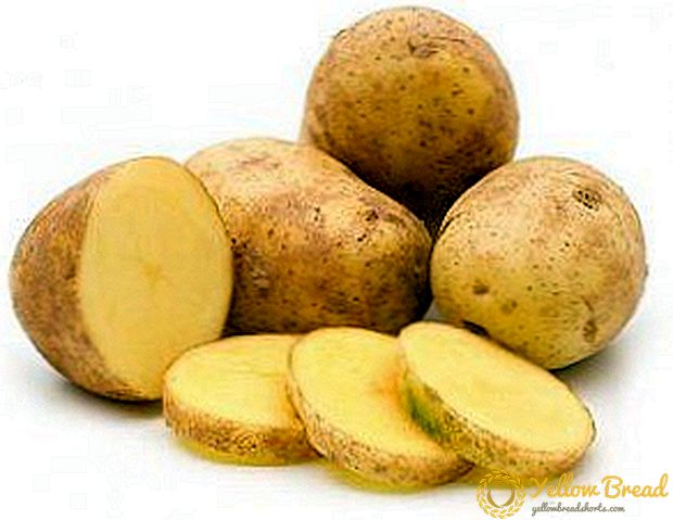 Beschrijving van een grote variëteit van aardappel 