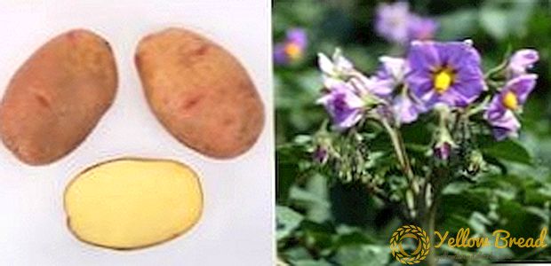 Beskrivning av potatisortet 