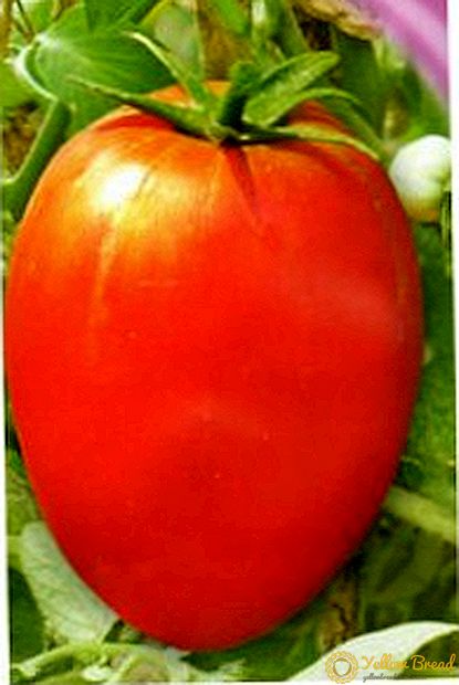 토마토 내성 슈가 자이언트에 대한 설명 : 토마토의 성장과 사진 촬영