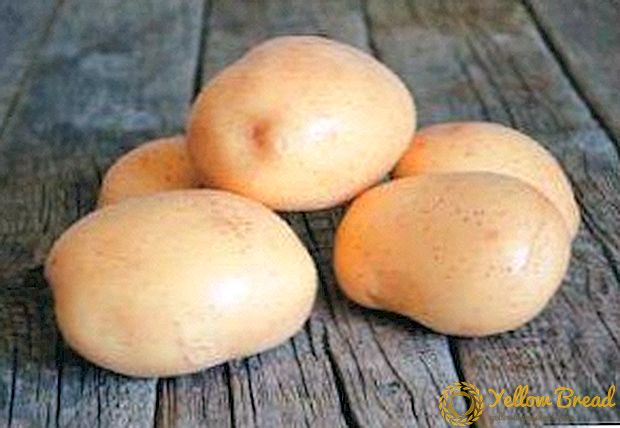 Penerangan varieti kentang universal untuk semua majlis - 