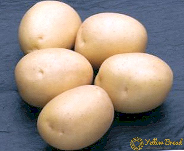 Dutch potato 