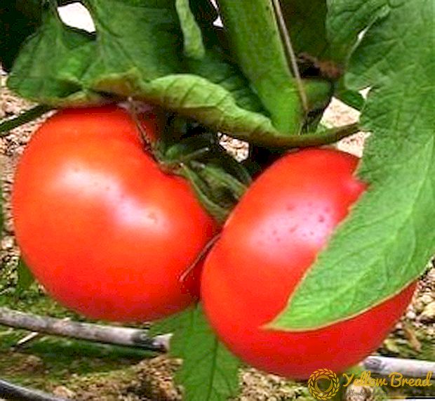 Holländische Tomate mit dem russischen Namen 