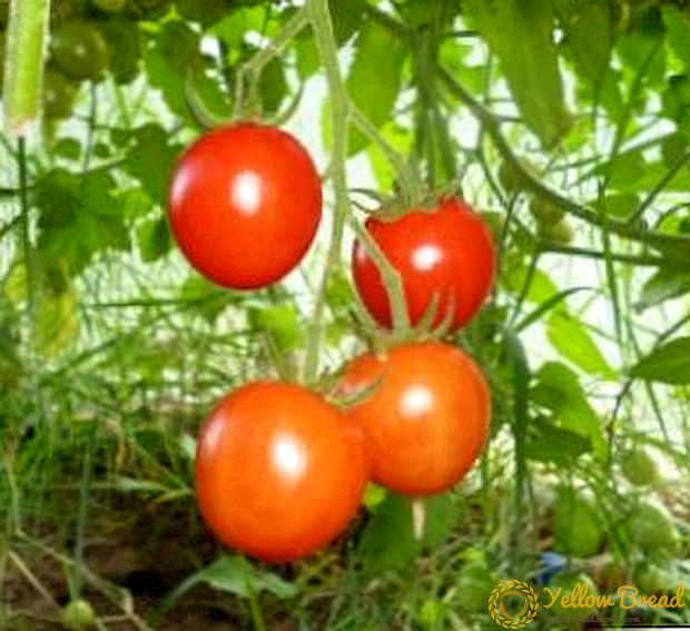 早くておいしいトマト「Betta」：品種、栽培、果物の写真、トマト