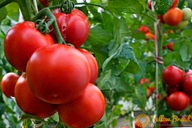 Vroegrijpe tomaat 