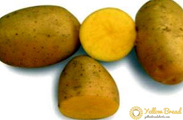 النجم الباكر لحقول البطاطا - البطاطا فيغا: الوصف والخصائص